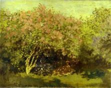 Haga click para ver la imagen ampliada lilacs in the sun.jpg